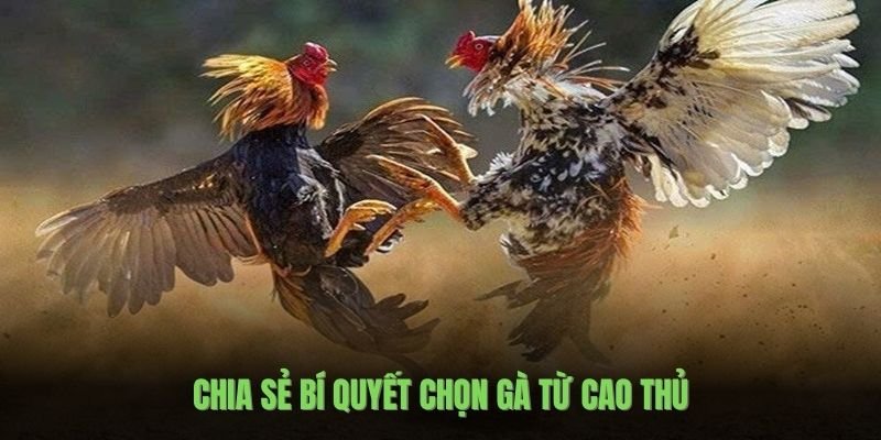 chia-se-bi-quyet-chon-tu-cao-thu