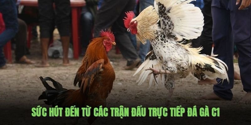 suc-hut-den-tu-cac-tran-dau-truc-tiep-da-ga-c1