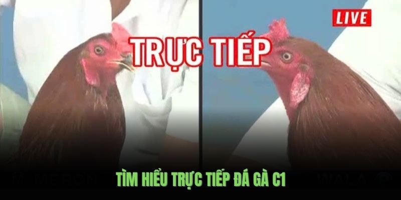 tim-hieu-truc-tiep-da-ga-c1