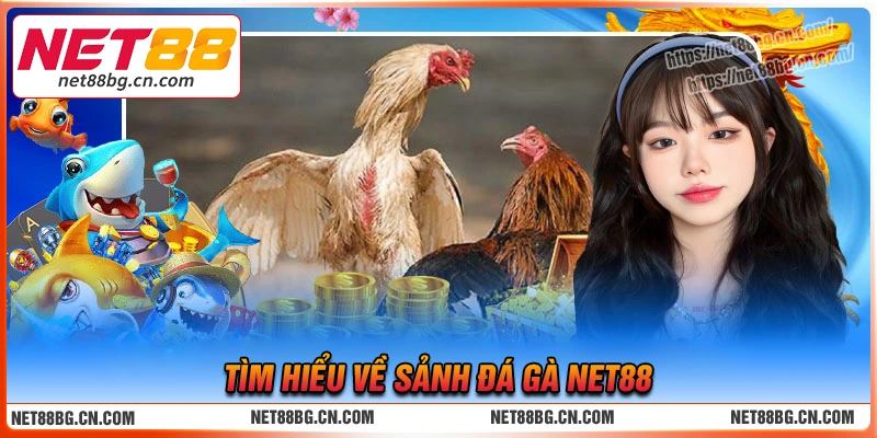 Giới thiệu sảnh cược đá gà Net88