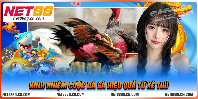 Kinh nghiệm cược đá gà thắng lớn tại Net88