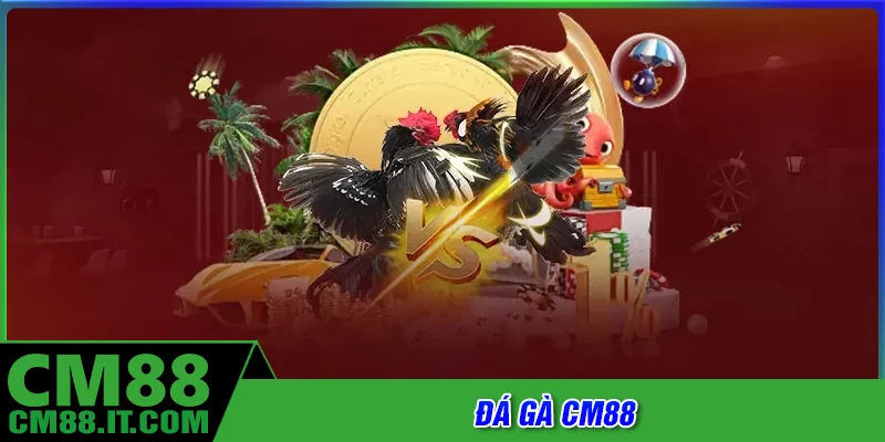 Đá gà CM88 - Thiên đường của những chiến kê thực thụ