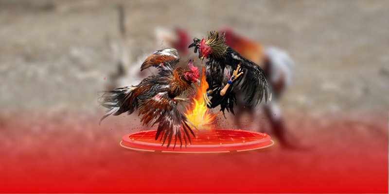 Những hình thức thi đấu chọi gà hấp dẫn nhất