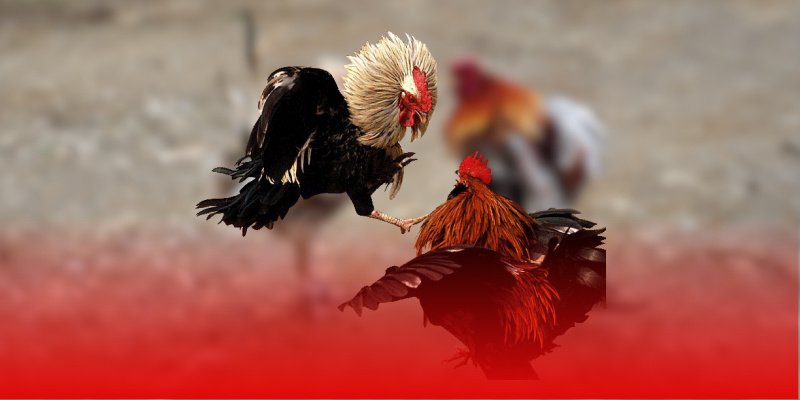 Ưu điểm khi lựa chọn xem đá gà tại nền tảng AZ888